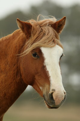 Chincoteague Pony