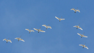 Tundra Swan Flyover