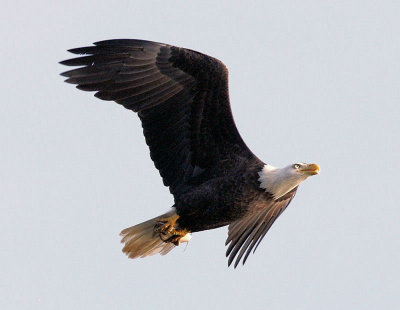 Eagle Flyover