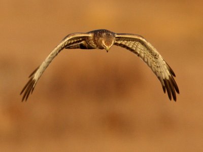 Northern Harrier Hunting