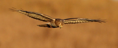 Northern Harrier Hunting