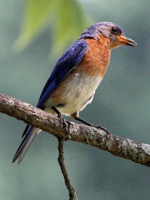 Eastern Bluebird