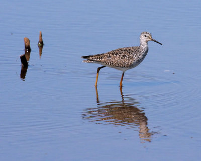 Lesser Yellowlegs