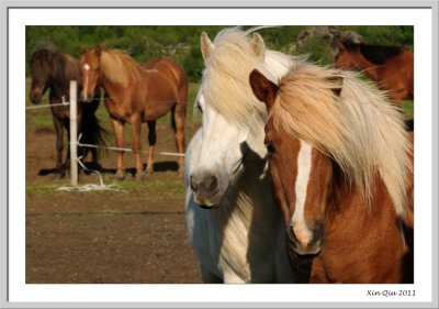 Icelandic Horses