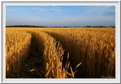 Summer farmland