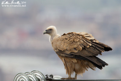 Grifone (Gyps fulvus)  