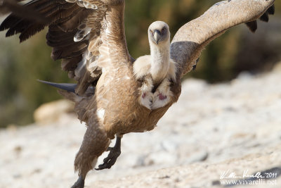 Grifone (Gyps fulvus)  