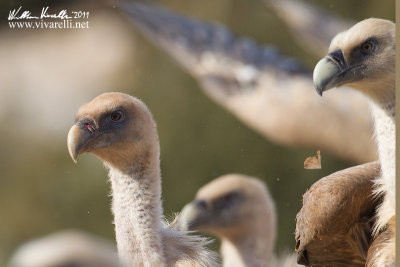 Grifone (Gyps fulvus)  