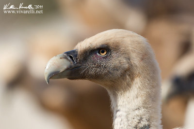 Grifone (Gyps fulvus)  