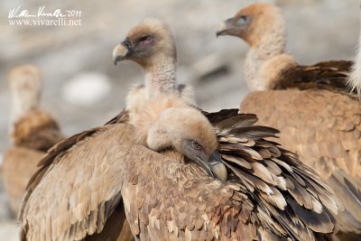 Grifone (Gyps fulvus)  