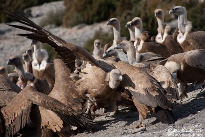 Grifone (Gyps fulvus)  