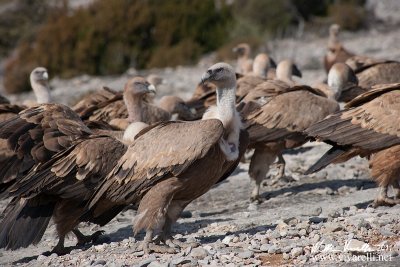 Grifone (Gyps fulvus)  