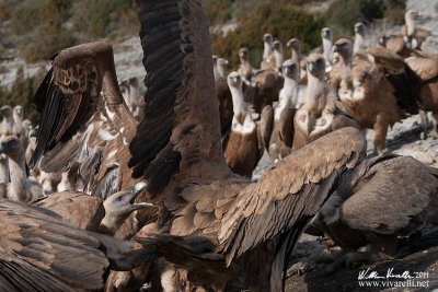 Grifone (Gyps fulvus)  