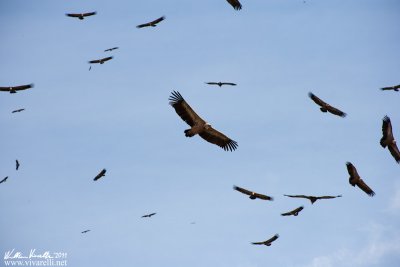 Grifone (Gyps fulvus)  