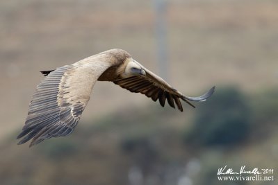 Grifone (Gyps fulvus)  