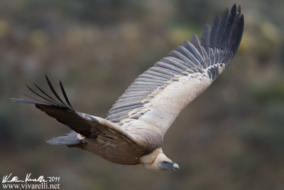 Grifone (Gyps fulvus)  