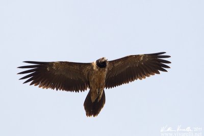 Gipeto (Gypaetus barbatus)