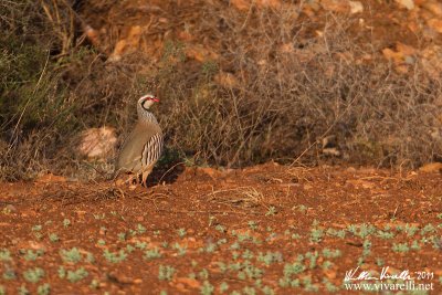 Pernice rossa (Alectoris rufa)