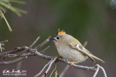 Regolo (Regulus regulus)