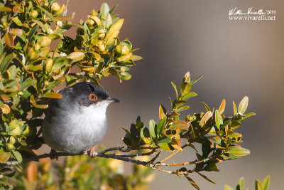 Occhiocotto  (Sylvia melanocephala)