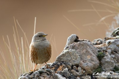 Sordone (Prunella collaris)