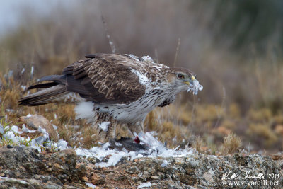 Aquila di Bonelli (Aquila fasciata)