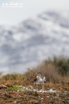 Aquila di Bonelli (Aquila fasciata)