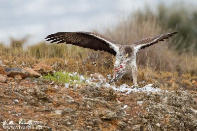 Aquila di Bonelli (Aquila fasciata)