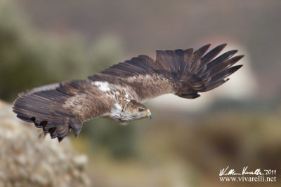 Aquila di Bonelli (Aquila fasciata)