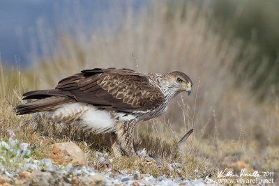 Aquila di Bonelli (Aquila fasciata)