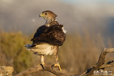 Aquila di bonelli (Aquila fasciata)