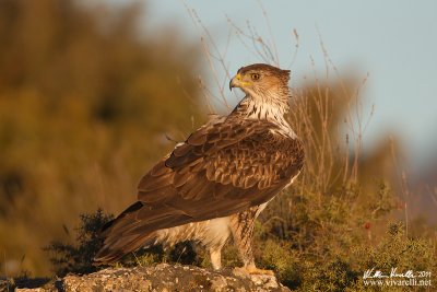 Aquila di bonelli (Aquila fasciata)