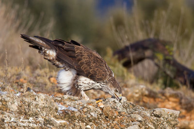 Aquila di bonelli (Aquila fasciata)