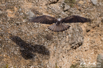 Aquila di bonelli (Aquila fasciata)