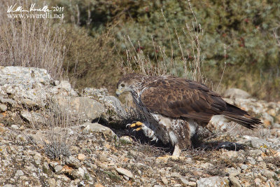 Aquila di bonelli (Aquila fasciata)