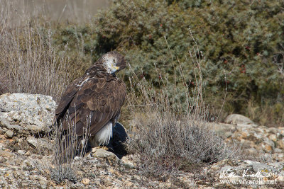 Aquila di bonelli (Aquila fasciata)