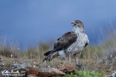 Aquila di bonelli (Aquila fasciata)