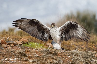 Aquila di bonelli (Aquila fasciata)