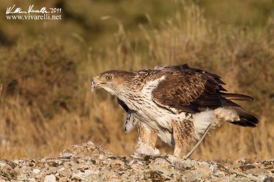 Aquila di bonelli (Aquila fasciata)