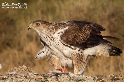 Aquila di bonelli (Aquila fasciata)