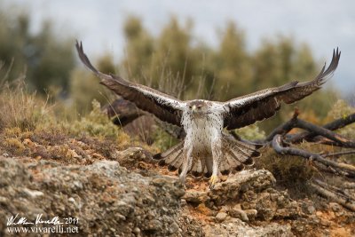 Aquila di Bonelli (Aquila fasciata)