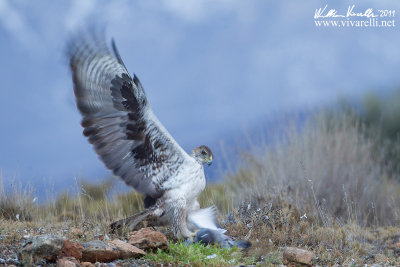 Aquila di Bonelli (Aquila fasciata)