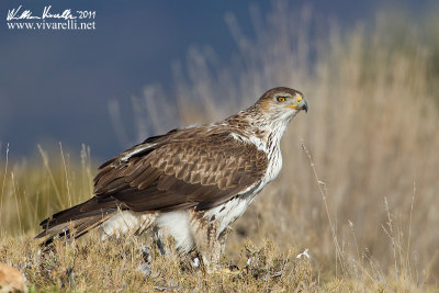 Aquila di Bonelli (Aquila fasciata)