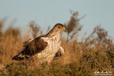 Aquila di Bonelli (Aquila fasciata)