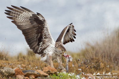 Aquila di Bonelli (Aquila fasciata)