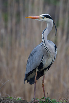 Airone cenerino  (Ardea cinerea)