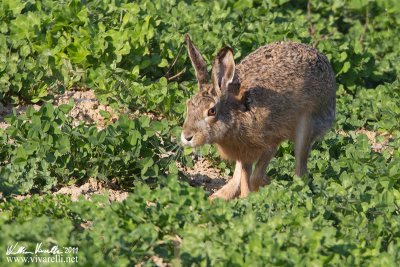 Lepre comune (Lepus europaeus)