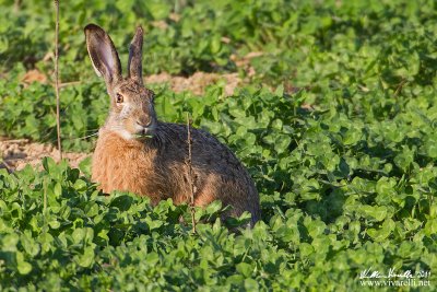 Lepre comune (Lepus europaeus)