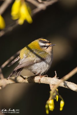 Fiorrancino (Regulus ignicapilla)