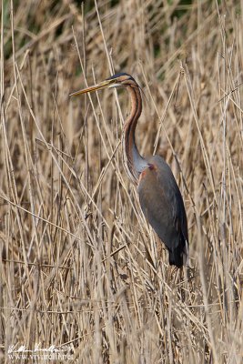 Airone rosso (Ardea purpurea)